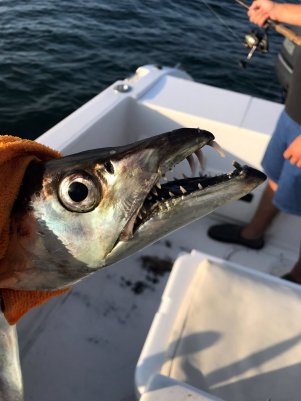 FishOn OBX